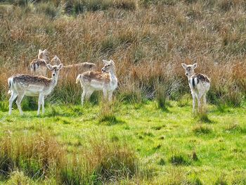 Deer on field