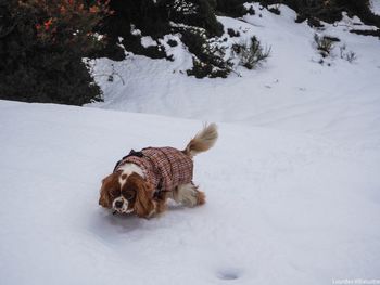 High angle view of dog on snow field