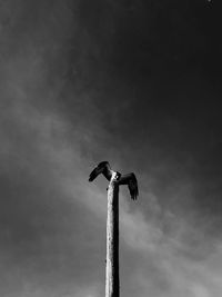 Low angle view of bird flying against sky