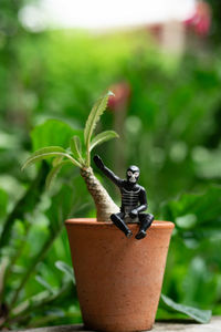 Close-up of small potted plant in pot