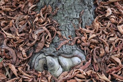 Full frame shot of tree trunk