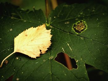 Close-up of leaves