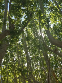 Low angle view of trees against sky