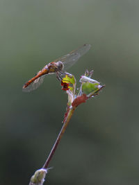 Close-up of dragonfly on plant