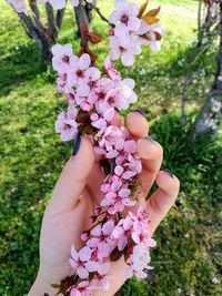 Close-up of woman hand with pink flowers