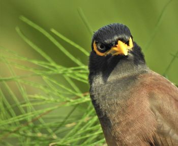 Close-up of a bird