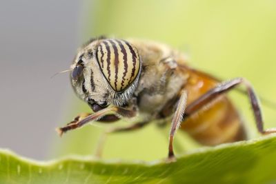 Close-up of insect on plant