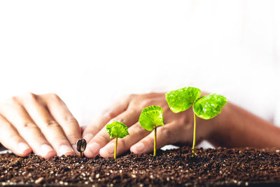 Cropped image of person touching seedlings over white background