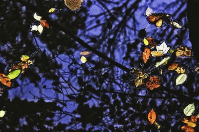 Close-up low angle view of leaves