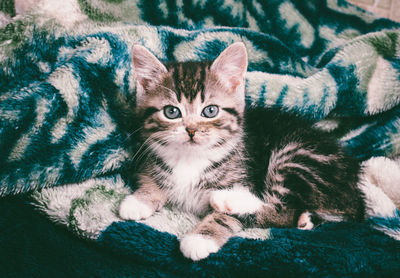 Portrait of cat relaxing on bed