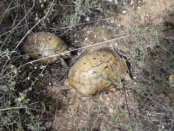 High angle view of shells on field