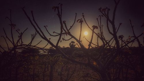 Plants against sky during sunset