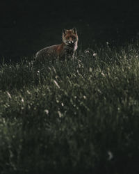 Portrait of cat on field