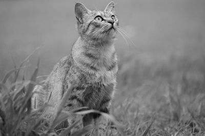 Close-up of cat looking up on grassy field