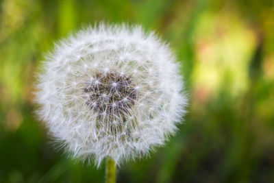 Close-up of dandelion flower