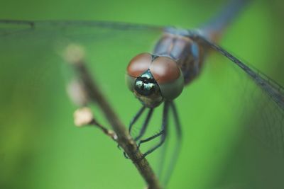 Close-up of insect on plant