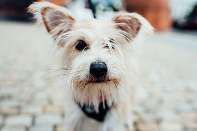 Close-up portrait of dog