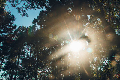 Low angle view of sunlight streaming through trees