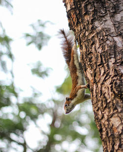 Close-up of squirrel on tree trunk