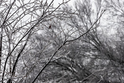 Branches and icicles
