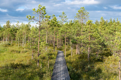 Wooden path in beautiful pine tree forest