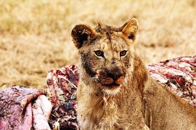 Female lion by prey on field at forest