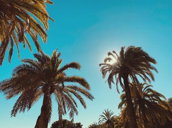 Low angle view of palm trees against clear sky