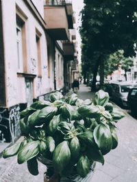 Plants growing on a wall