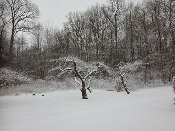 Bare trees on snow covered landscape