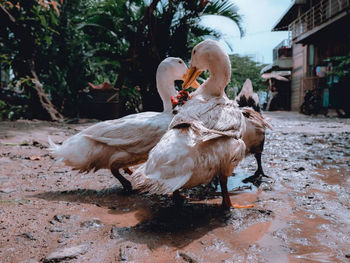 High angle view of birds on field