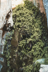 Close-up of plants against wall