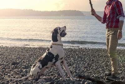 Low section of mature man with dog at beach against cloudy sky