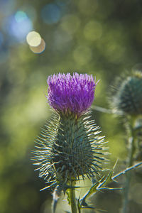 Close-up of thistle flower