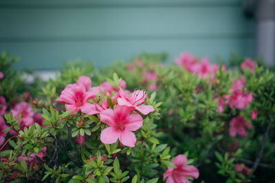 Close-up of pink flowering plants