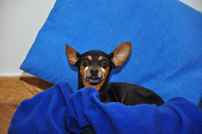 Portrait of chihuahua resting on pet bed