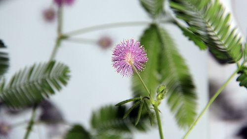 Close-up of thistle blooming outdoors