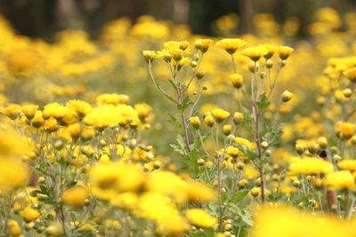 Close-up of yellow flowering plants on field