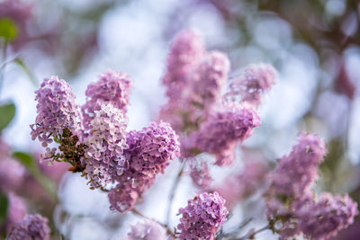 Close-up of pink cherry blossoms