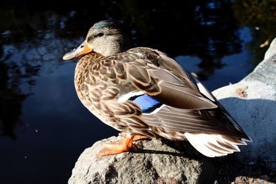 Close-up of duck swimming on lake