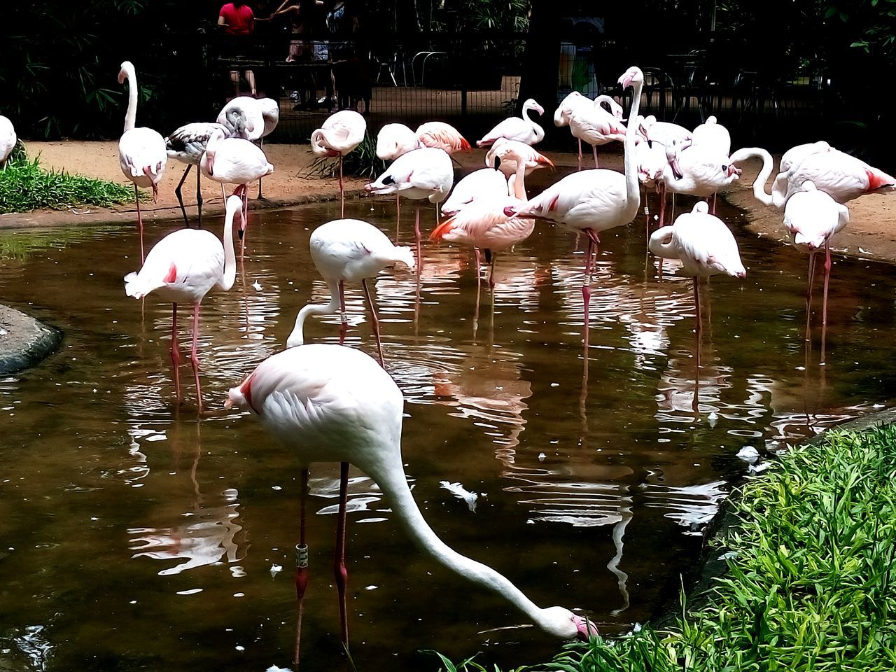 white color, animal themes, bird, animals in the wild, flamingo, nature, reflection, animal wildlife, no people, water, day, outdoors, large group of animals, swan, lake, beauty in nature, togetherness