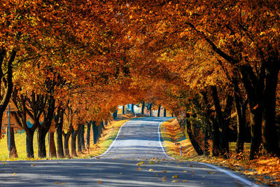 Road amidst trees in park during autumn