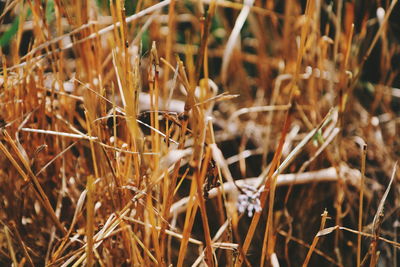 Close-up of plants on field