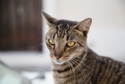 Close-up portrait of cat at home