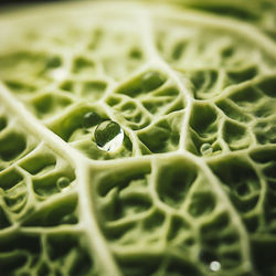 Close-up of water drop on textured cabbage leaf