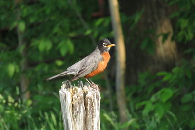 Close-up of robin perching on wooden post