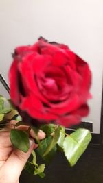 Close-up of hand holding red rose