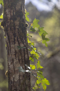 Close-up of tree trunk