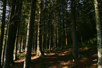 View of trees in forest