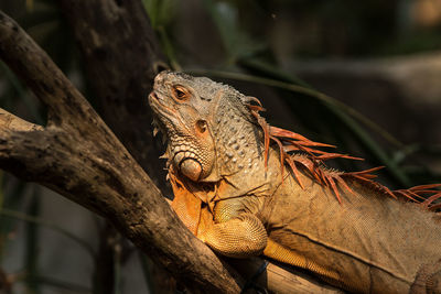 Close-up of lizard on tree