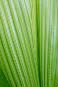Full frame shot of palm leaf